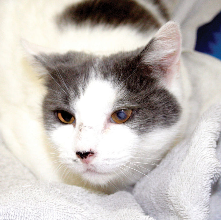 Someone to love: Chance